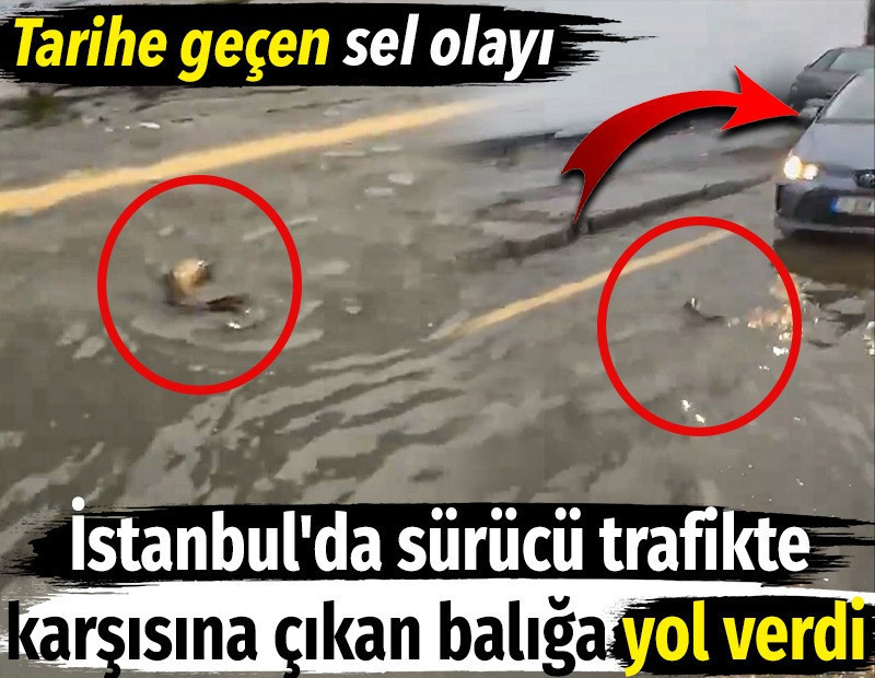 İstanbul'da sürücü trafikte karşısına çıkan balığı görünce yol verdi. Tarihe geçen sel olayı