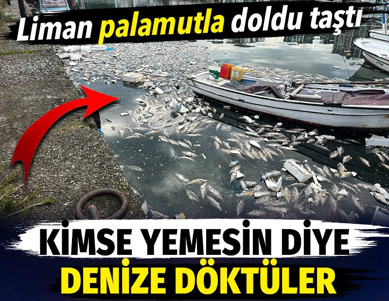 Liman palamutla doldu taştı. Kimse yemesin diye denize döktüler