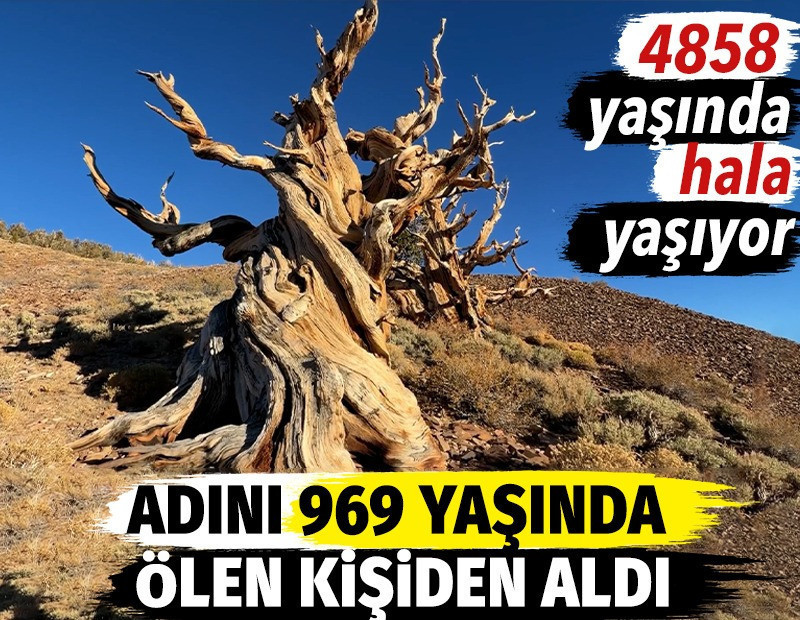 Adını 969 yaşında ölen kişiden aldı. 4 bin 858 yaşında hala yaşıyor