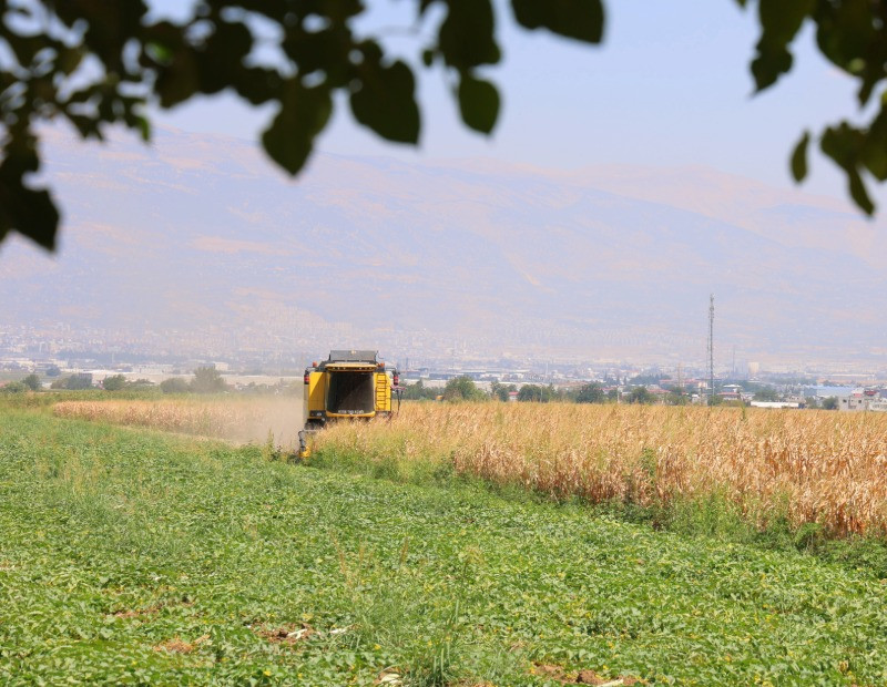 Kahramanmaraş'ta hasadı başladı püskülü bile şifa deposu - Resim : 1