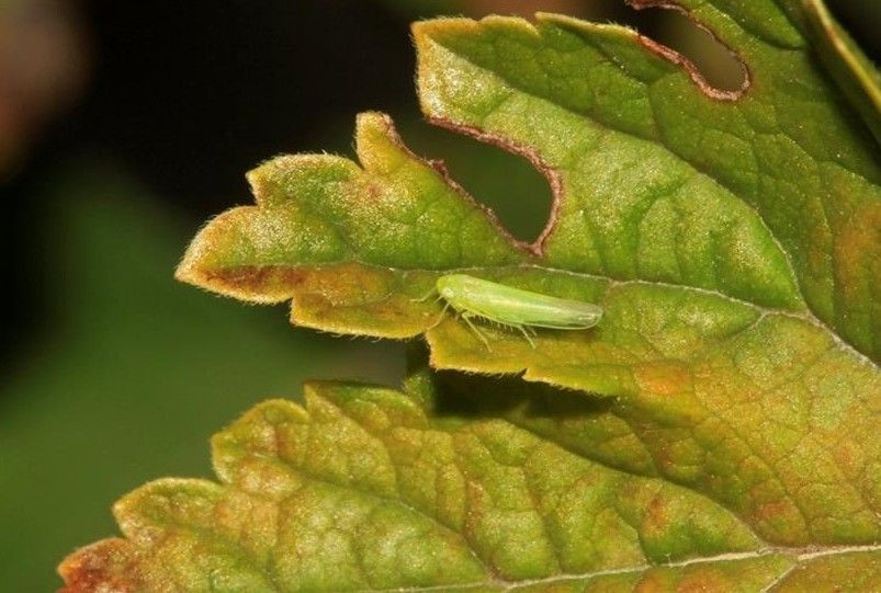 Fotoğraflarını görenler aynı şeyi söylüyor! İşte dünyanın en ilginç 21 hayvanı - Resim: 20