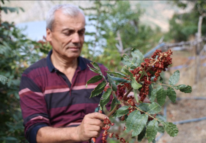 Dağda yetişen bitkiden ürün aldı satın almak isteyenler kuyrukta - Resim : 3