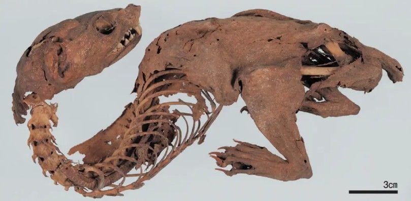 600 yıllık 'mumyalanmış ejder' gizemi çözüldü - Resim: 1