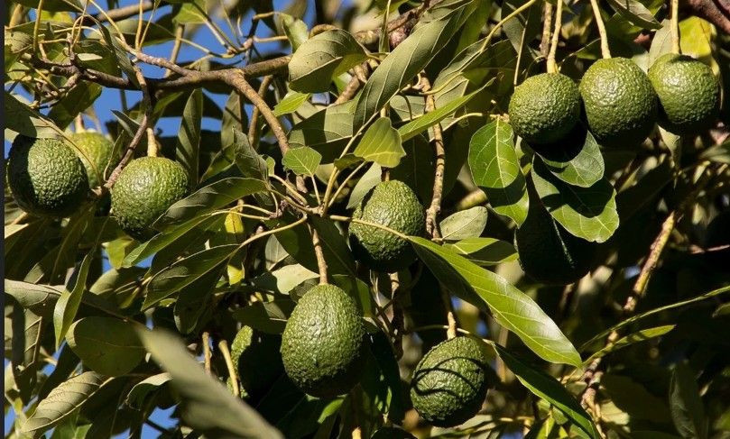 Gölge tozuyla destekleniyor markette 1 tanesi 70 TL - Resim: 5