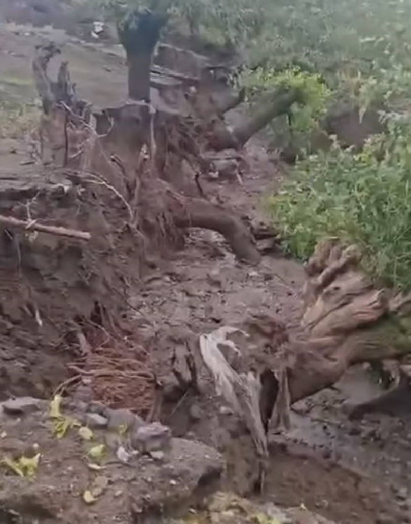 Ağaç köklerinin önemi ortaya çıktı. Bu fotoğraf okulda ders olarak okutulmalı - Resim : 3