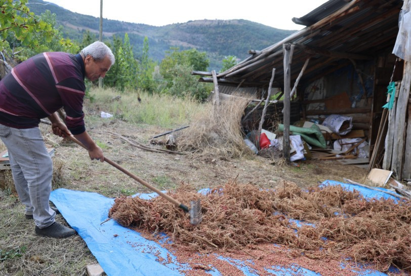 Dağda yetişen bitkiden ürün aldı satın almak isteyenler kuyrukta - Resim : 1