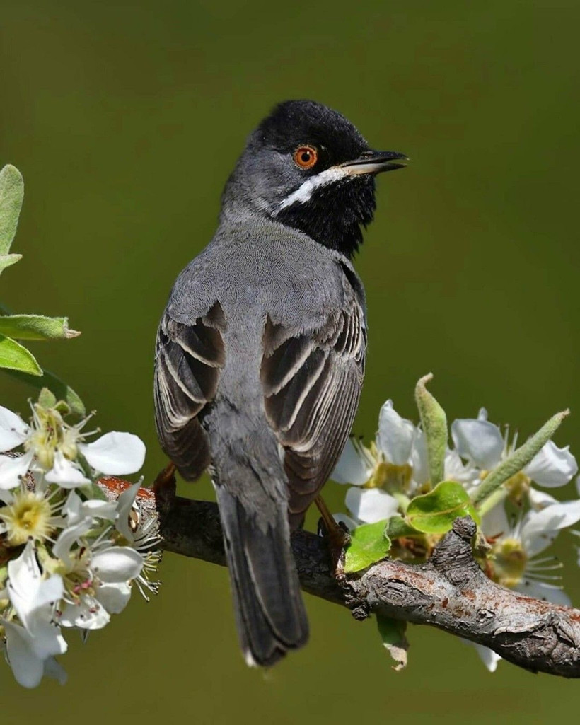 Yangın kuşların yuvasını da yaktı: Bir daha gelmeyecekler - Resim: 2