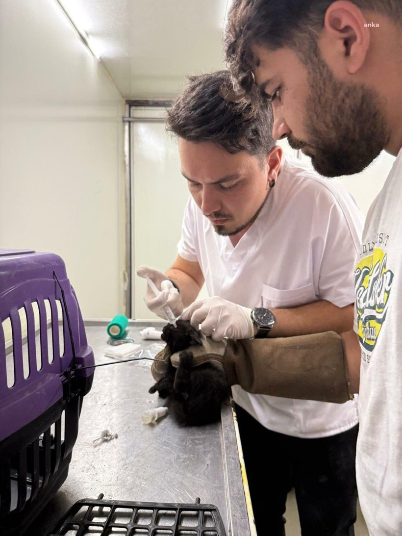 Yangının ortasında kalan hayvanların yaraları sarılıyor - Resim: 1