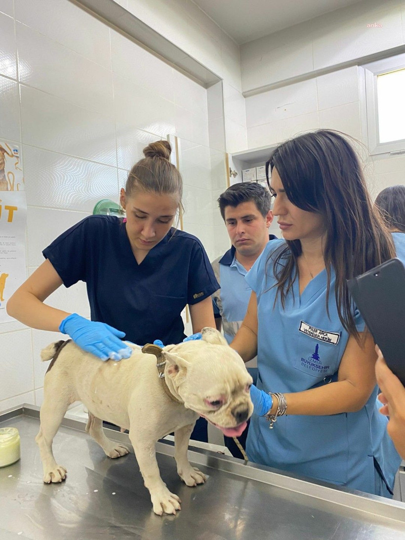 Yangının ortasında kalan hayvanların yaraları sarılıyor - Resim: 5