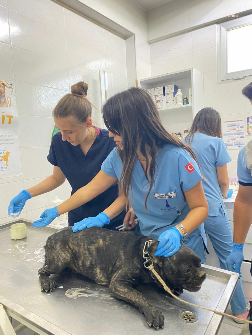 Yangının ortasında kalan hayvanların yaraları sarılıyor - Resim: 7