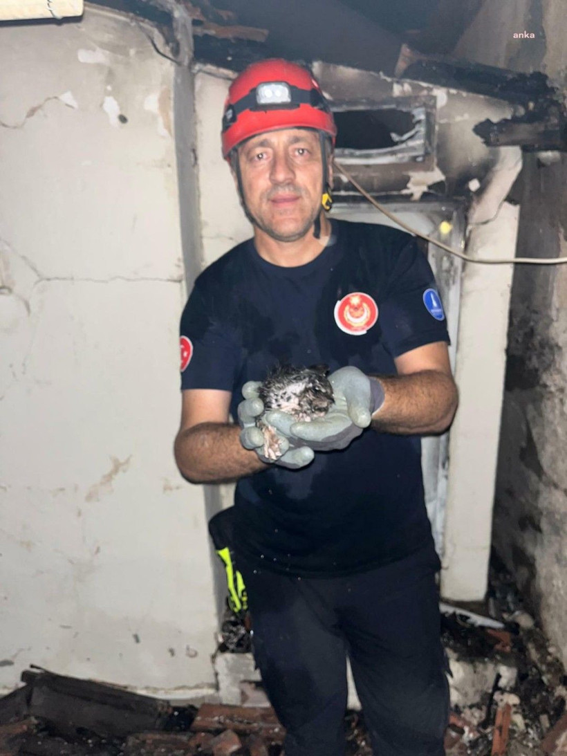 Yangının ortasında kalan hayvanların yaraları sarılıyor - Resim: 4