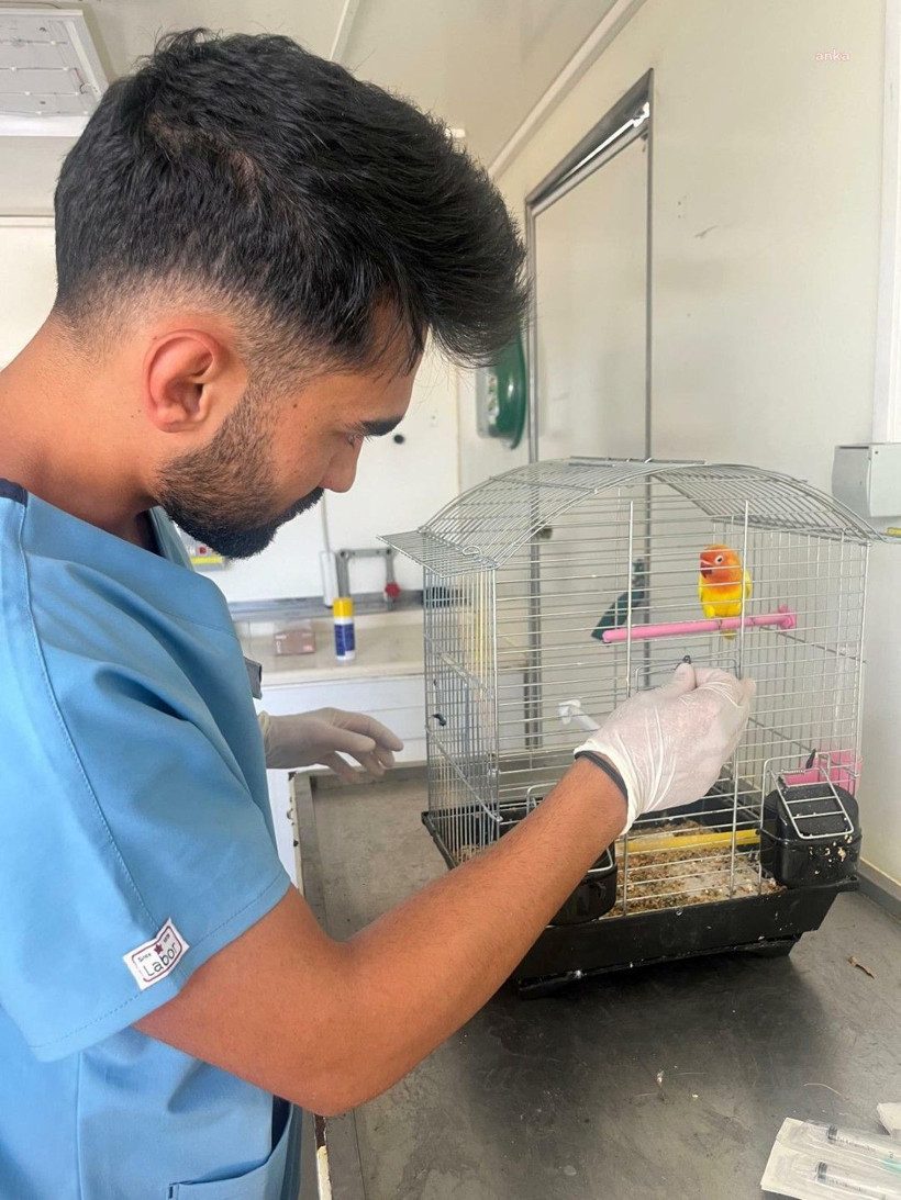 Yangının ortasında kalan hayvanların yaraları sarılıyor - Resim: 2