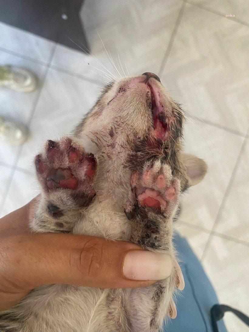 Yangının ortasında kalan hayvanların yaraları sarılıyor - Resim: 6