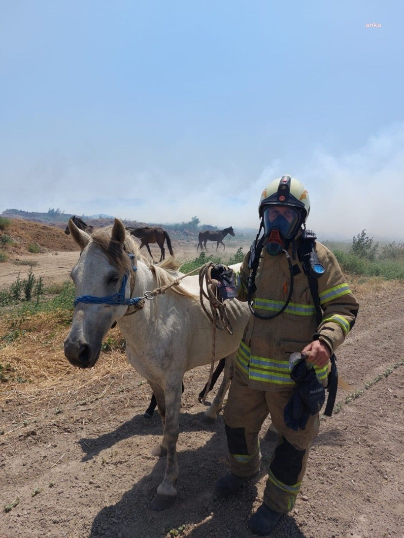 Yangının ortasında kalan hayvanların yaraları sarılıyor - Resim: 3
