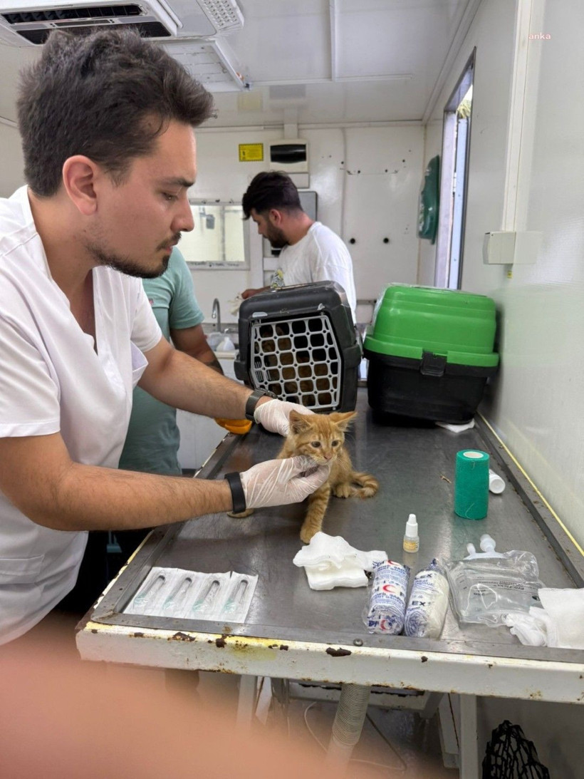 Yangının ortasında kalan hayvanların yaraları sarılıyor - Resim: 8