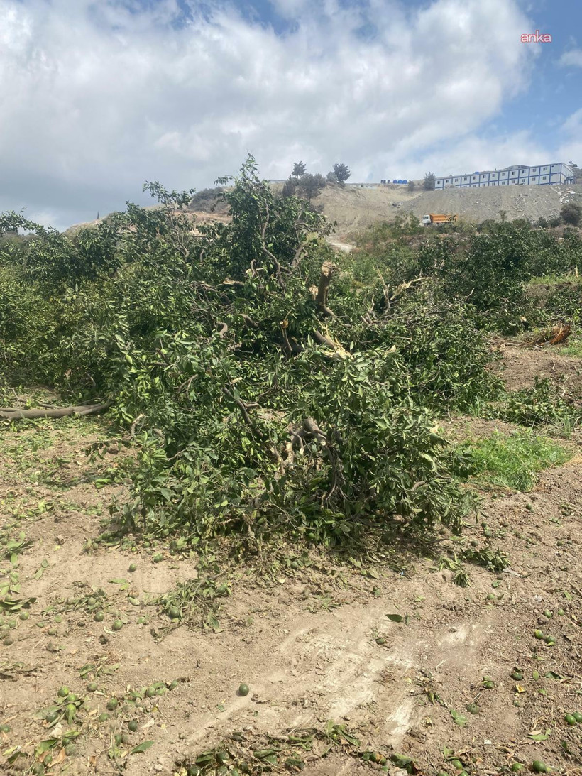 Meyveler dalındayken kestiler: 'Biz şimdi ne yapacağız?' - Resim : 1