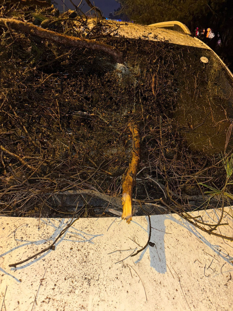 Devrilen ağacın dalları, seyir halindeki aracın ön camına saplandı - Resim: 2
