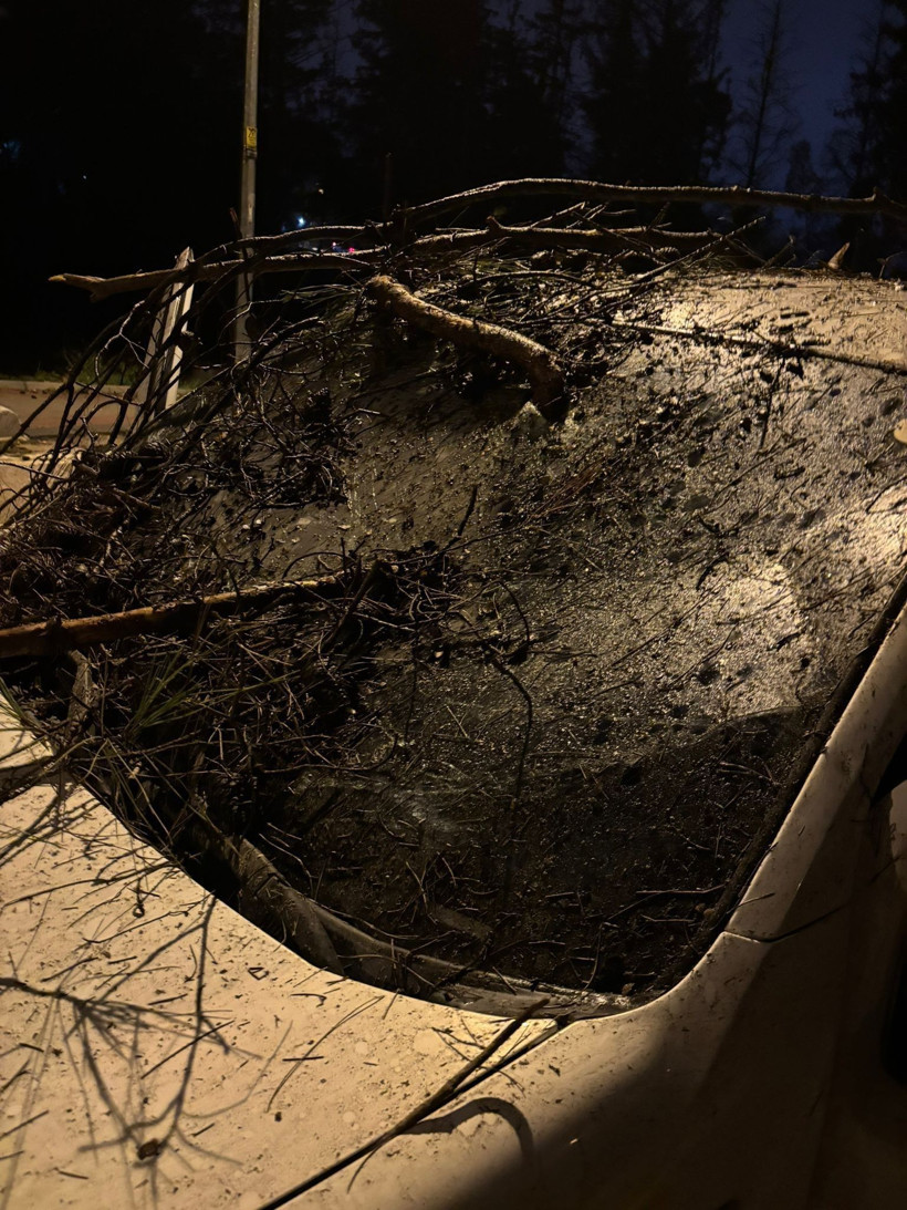 Devrilen ağacın dalları, seyir halindeki aracın ön camına saplandı - Resim: 3