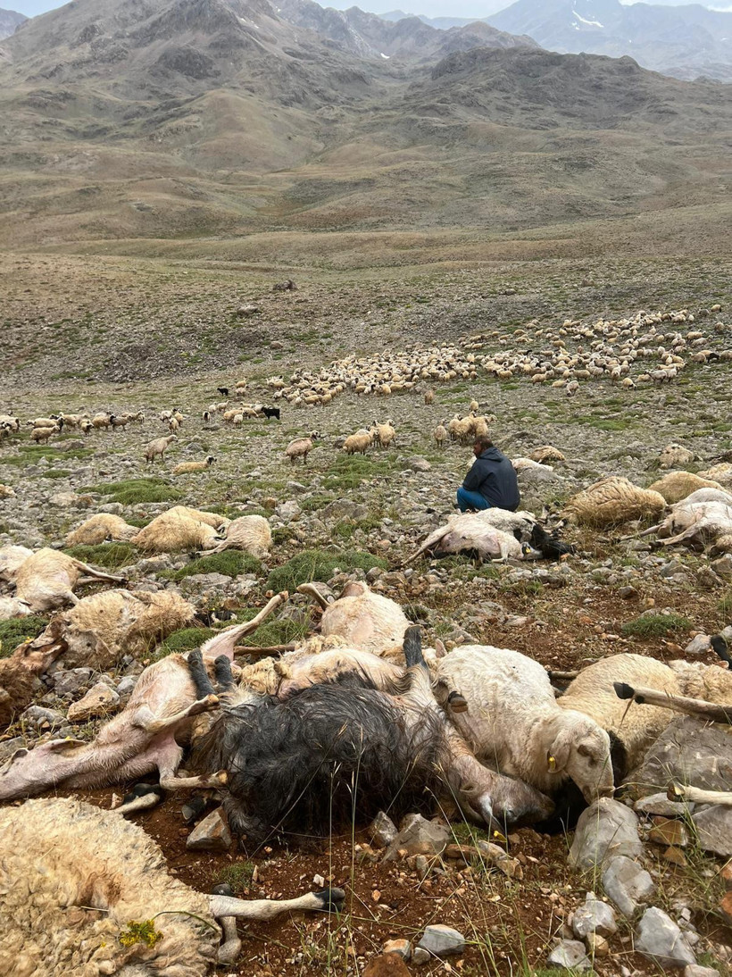 Yıldırım düştü 200 koyun telef oldu - Resim : 1