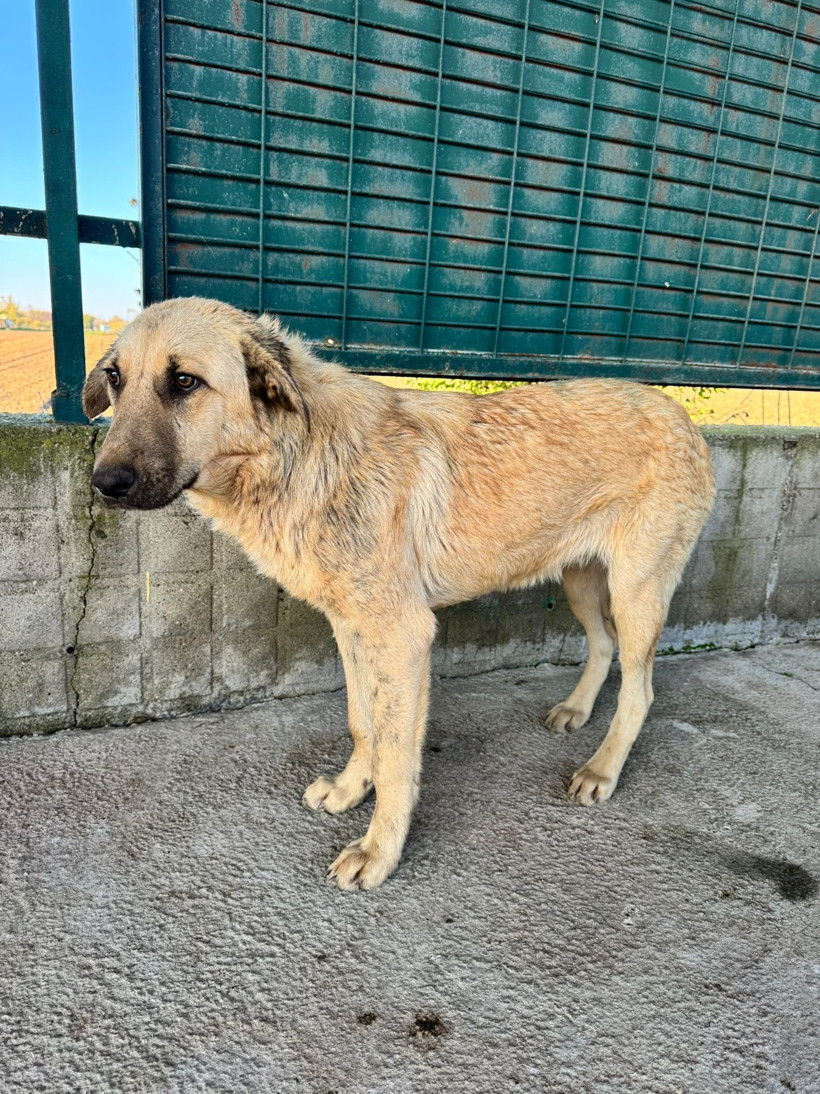 Sokak köpeğini iple sürüklemişti: Adli kontrolle serbest - Resim : 1
