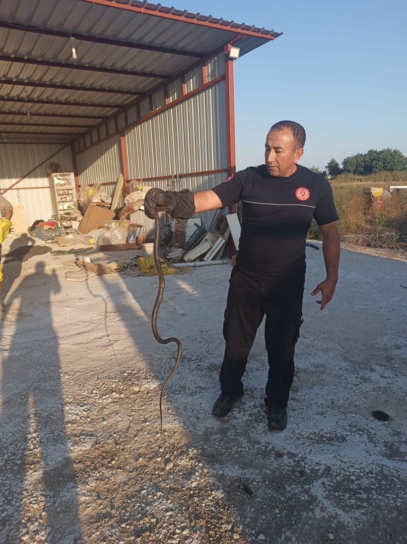 İtfaiyenin yılan mesaisi başladı - Resim : 2