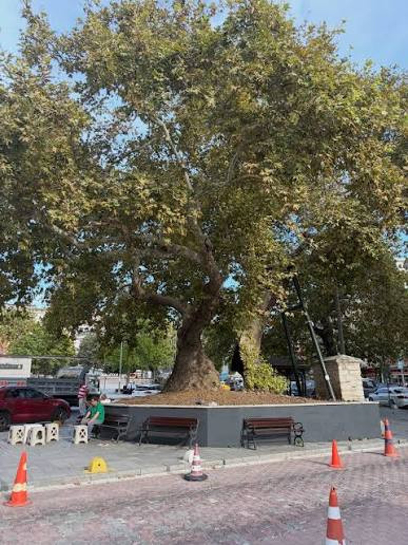 Atom bombasından kurtulan bitki unutkanlığı bitiriyor beyni makineye &ccedil;eviriyor. Her yaprağında 40 bileşen var - Resim : 5