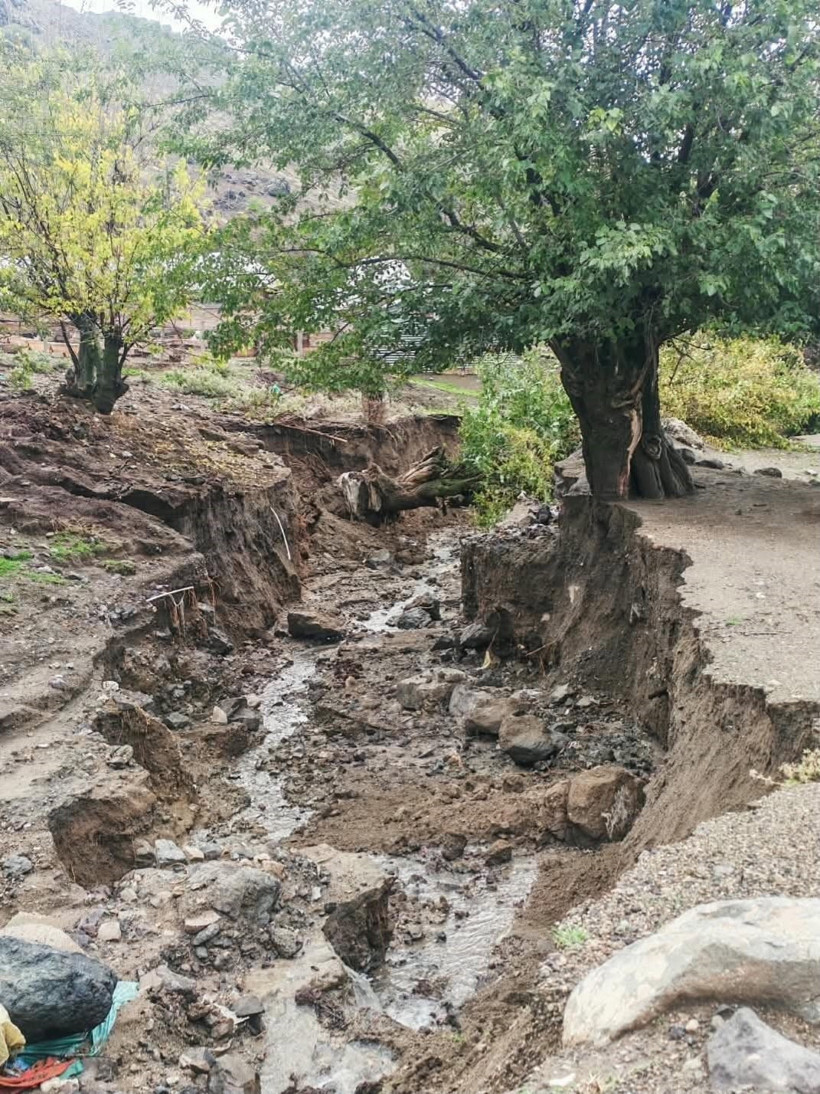 Ağaç köklerinin önemi ortaya çıktı. Bu fotoğraf okulda ders olarak okutulmalı - Resim : 2