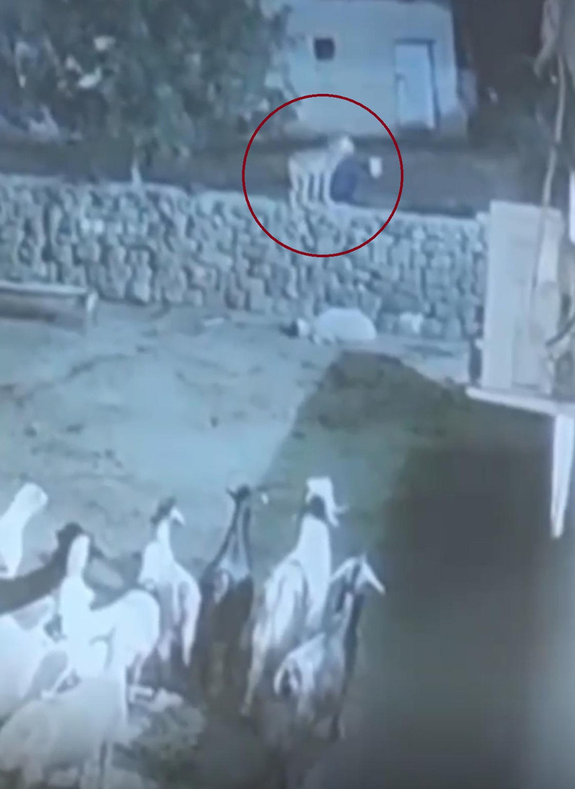 Kurdun yakaladığı koyun ölü taklidi yaparak kurtuldu - Resim : 1