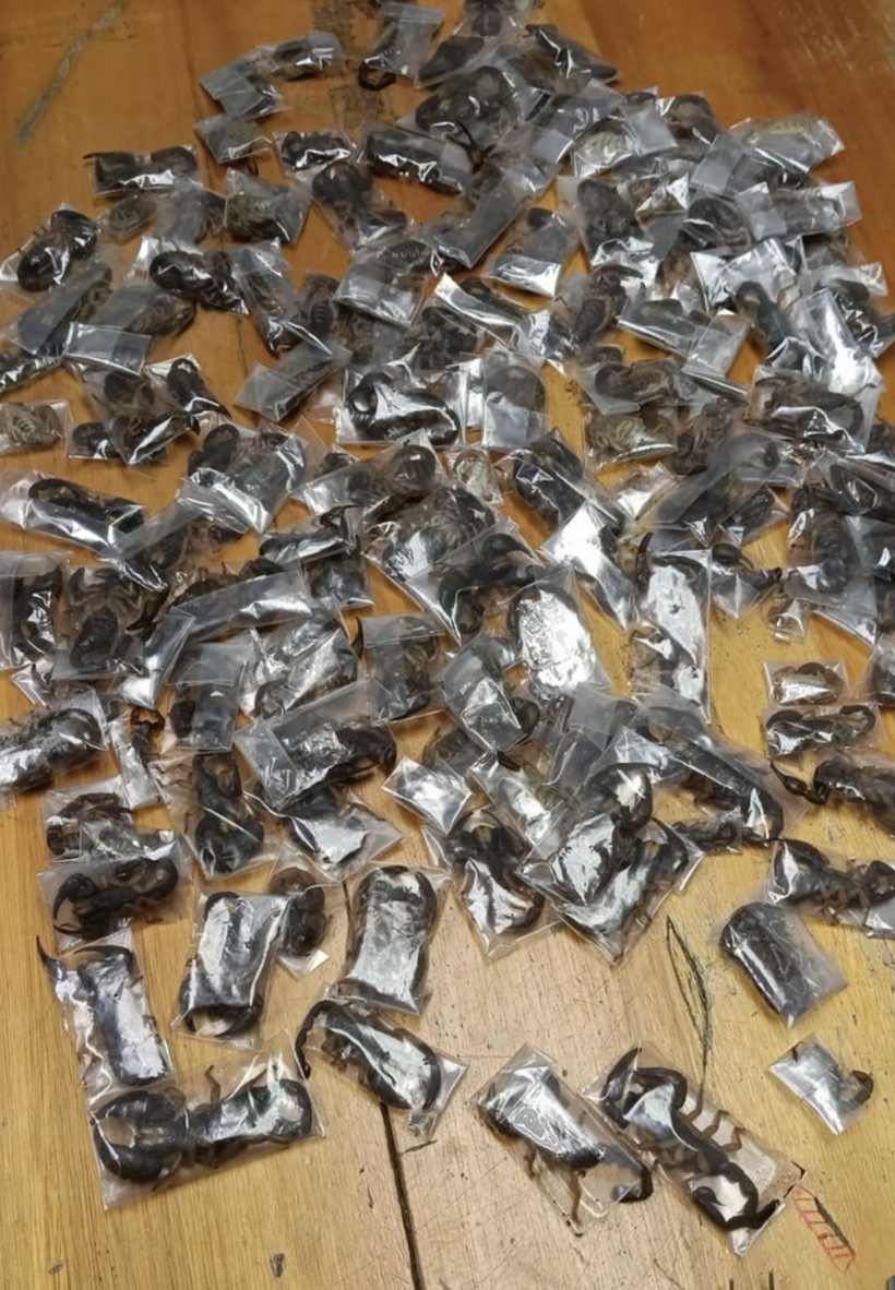 Adamın bavulundan 150 canlı akrep çıktı - Resim : 1