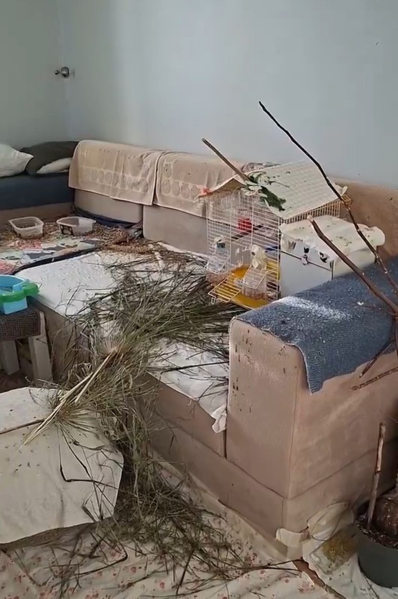 14 papağanın yaşadığı oda görüntülendi. Tüyler ve dallar dikkat çekti - Resim : 9