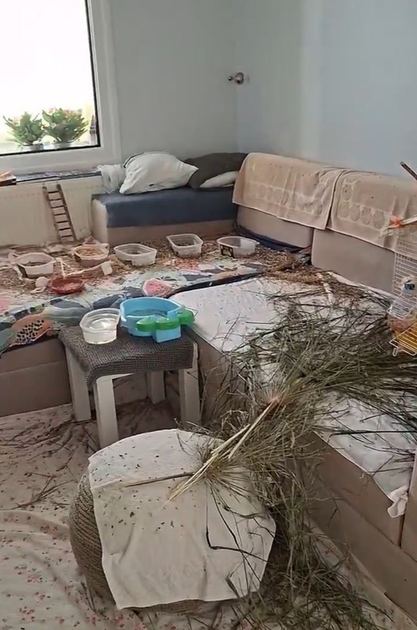 14 papağanın yaşadığı oda görüntülendi. Tüyler ve dallar dikkat çekti - Resim : 7