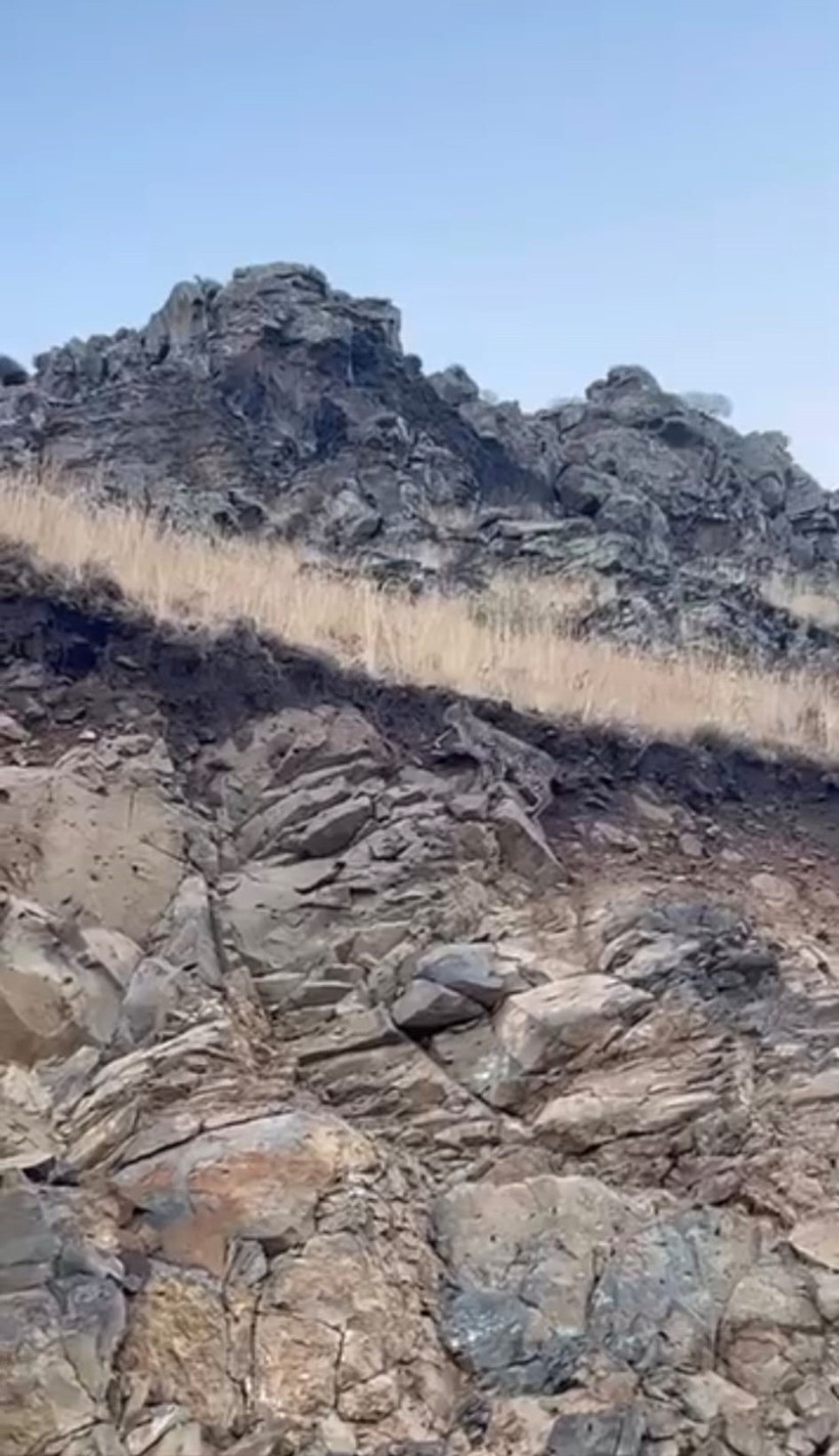 Ormanların hayaleti kamerada - Resim : 1