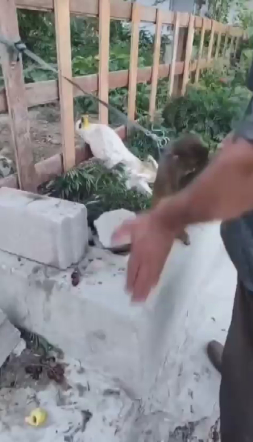 Şiddet gören maymun kurtarıldı - Resim : 1