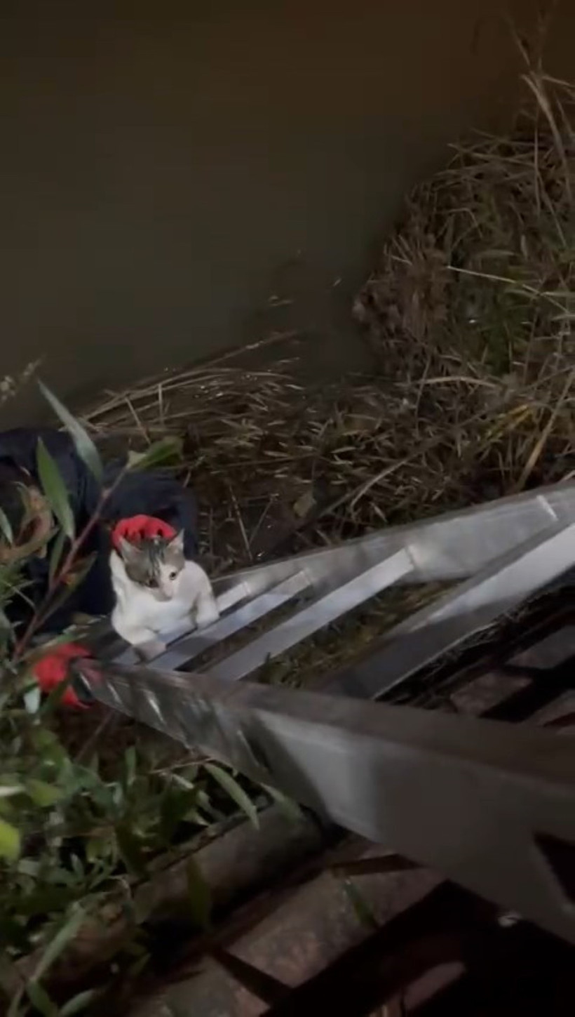 Yaramaz kedi için bir ayda üç operasyon - Resim : 1