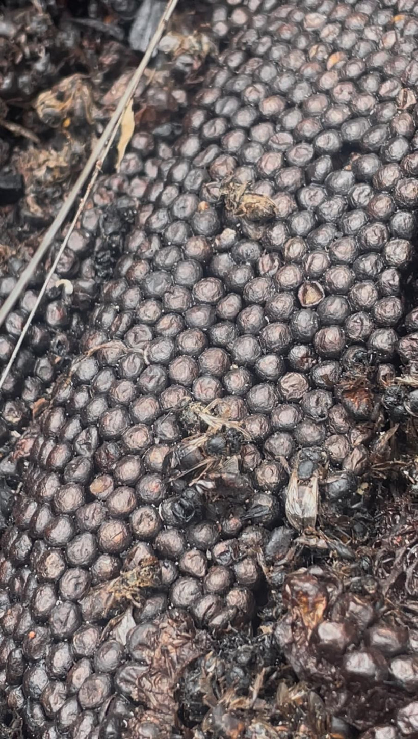 Yangında milyonlarca arı ateşe uçtu: Kovanlarda yürek yakan görüntüler - Resim : 2
