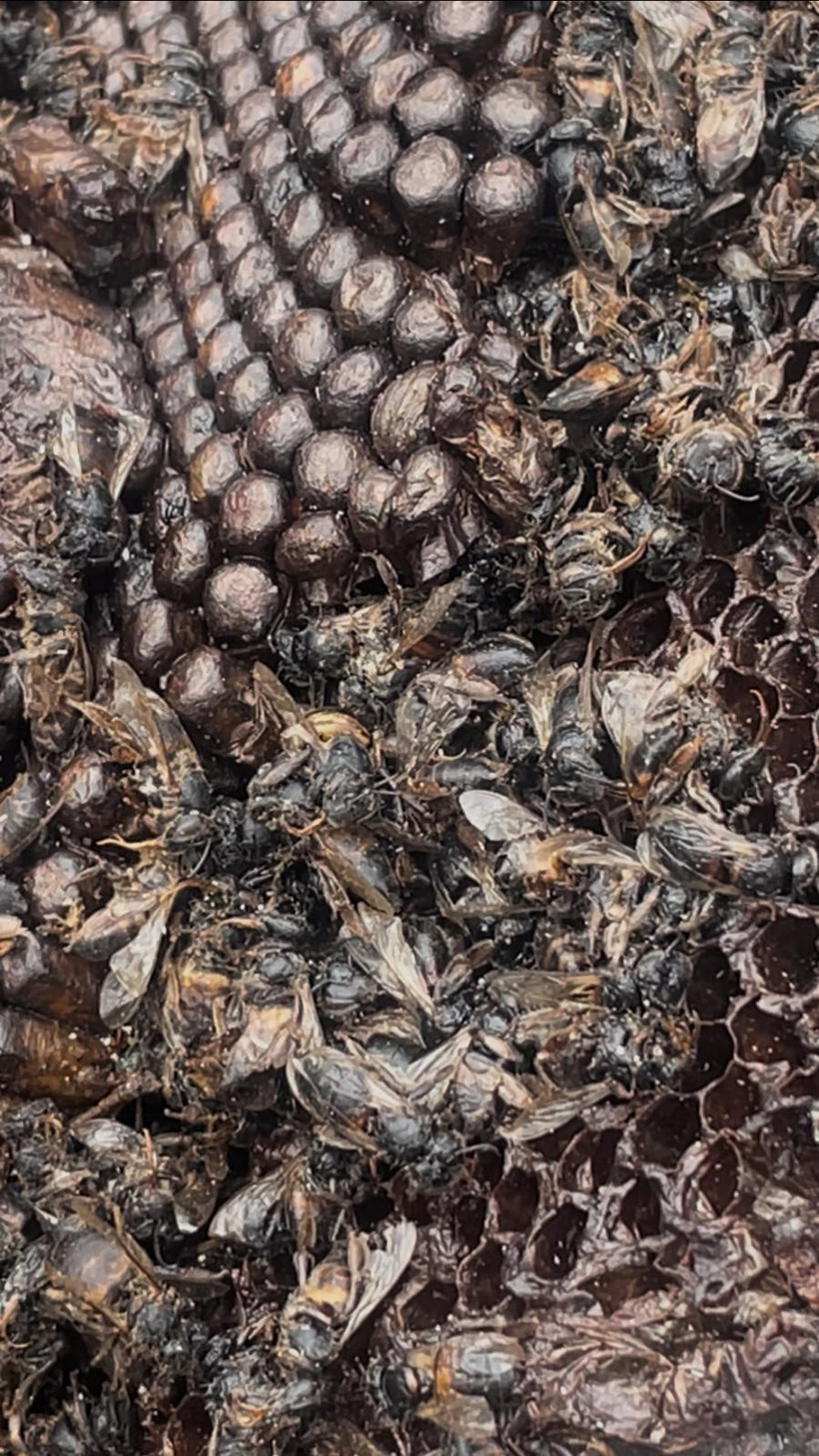 Yangında milyonlarca arı ateşe uçtu: Kovanlarda yürek yakan görüntüler - Resim : 1