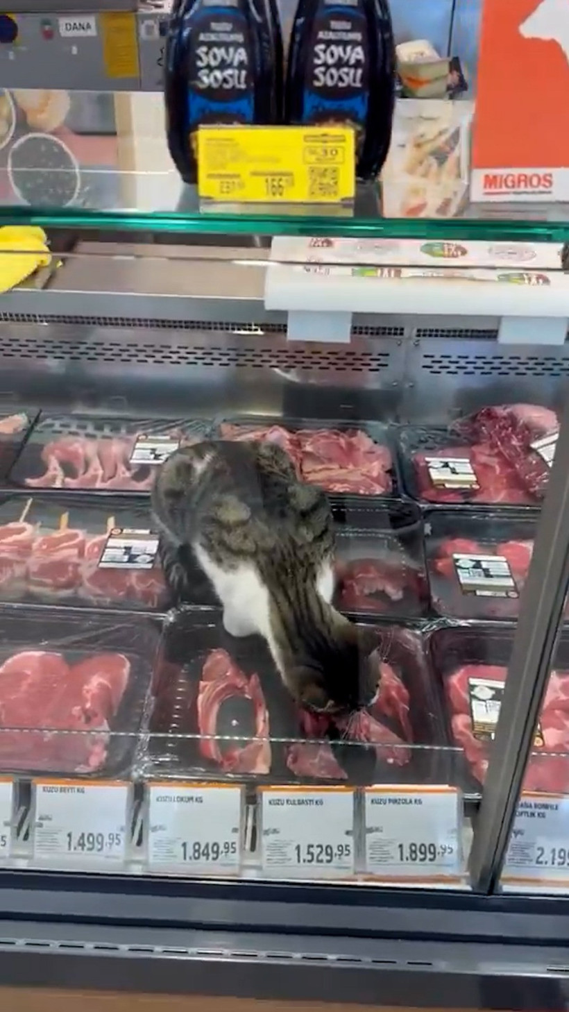 Türkiye’nin en meşhur marketinde skandal! Kedi kilosu 1500 liralık eti yedi, çalışan 'Bir şey yapmaz abla' dedi - Resim : 1
