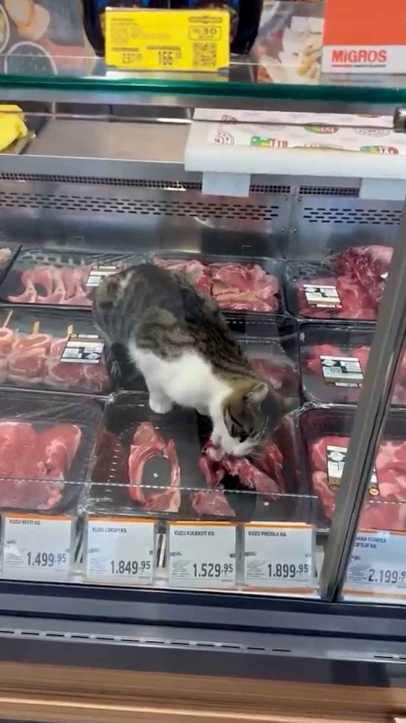 Türkiye’nin en meşhur marketinde skandal! Kedi kilosu 1500 liralık eti yedi, çalışan 'Bir şey yapmaz abla' dedi - Resim : 2