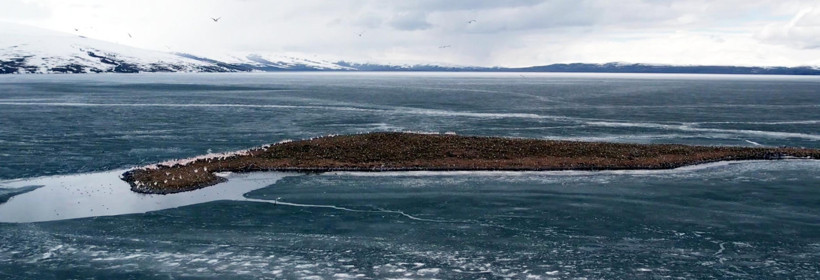 Doğu’nun saklı cenneti doldu taştı: Çıldır Gölü kuşlara kaldı - Resim : 1