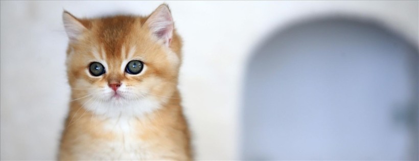 İlginç araştırma: Kedi ve köpekle yaşamak evliliğe eşdeğer - Resim: 4
