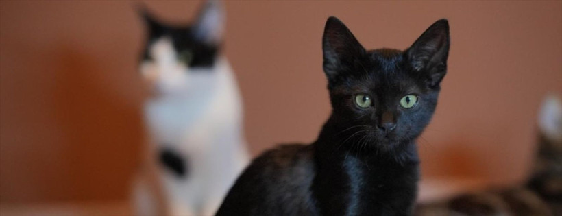 Kedinizin sizi sevdiğini gösteren 4 işaret - Resim: 3