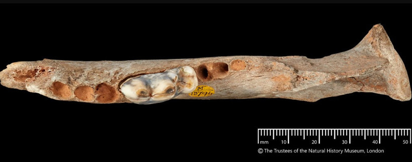Tam 15 bin yıllık! En eski evcil köpek Anadolu'dan çıktı - Resim : 2