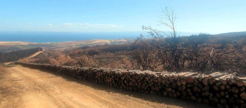 Tekirdağ Şarköy’de orman yangını sonrası temizlik başladı - Resim : 6