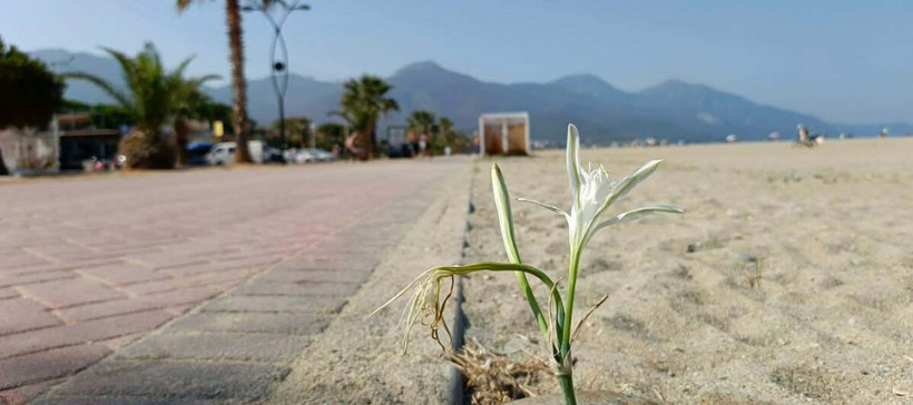 Kuşadası sahillerinde yıllar sonra yeniden kum zambağı görüldü - Resim : 2