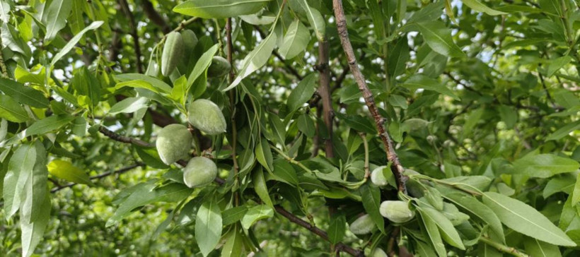 Hasat erken başladı: Kilosu 150 TL’den satılıyor - Resim : 1