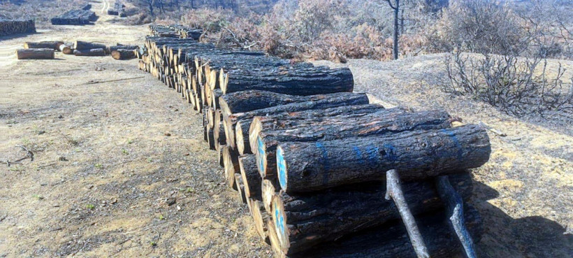 Tekirdağ Şarköy’de orman yangını sonrası temizlik başladı - Resim : 2