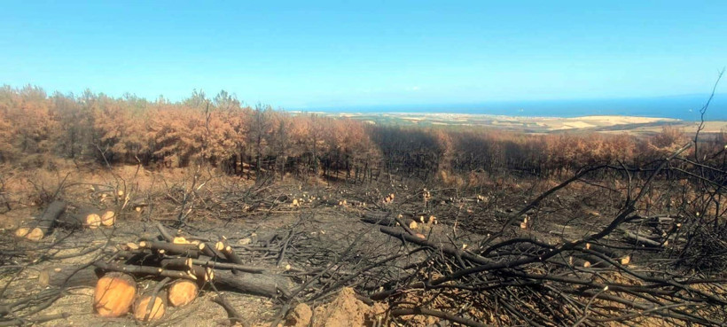 Tekirdağ Şarköy’de orman yangını sonrası temizlik başladı - Resim : 4