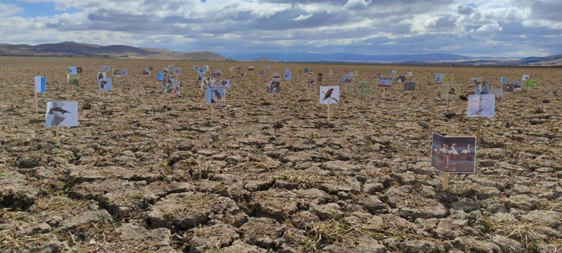 Bir zamanlar kuş cennetiydi… Konya’daki Çavuşçu Gölü artık yok - Resim : 2