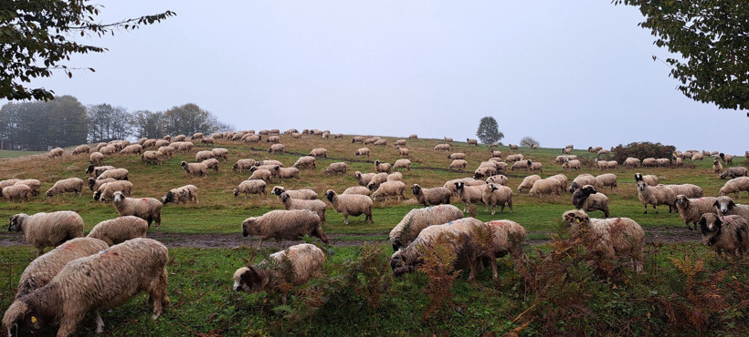 Eşini kaybetti, hayatını hayvanlara adadı: 'Onlara gözüm gibi bakıyorum' - Resim : 1