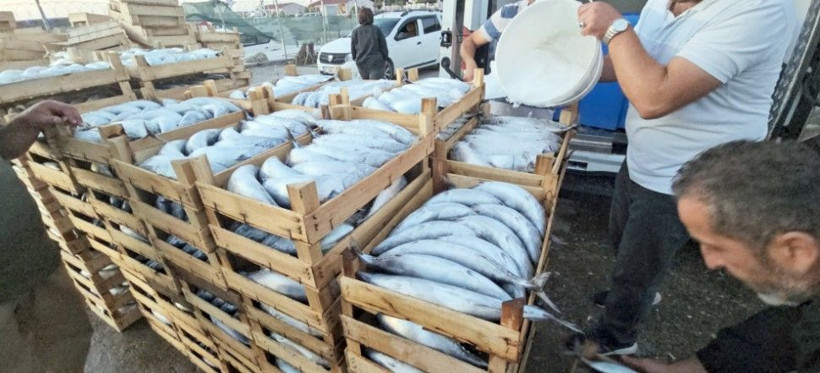 100 gramı 4 TL’ye düştü! Palamut bolluğu balıkçı ağlarını parçaladı - Resim: 7